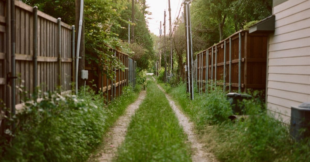A beautiful alleyway with overgrown grass between fenced suburban houses.